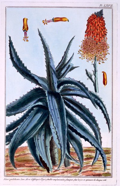 Aloe, Illustration aus 